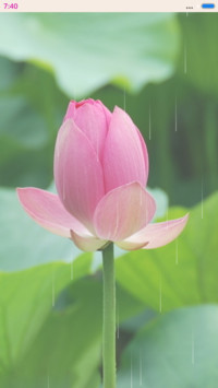 夏雨荷