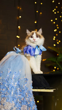The pet owner of the puppet cat noticed 14