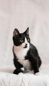 Cute black and white cat looking at the camera in bed