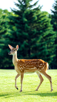Cute animals-0