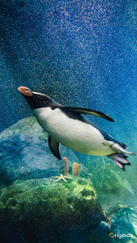 pingu (1)