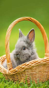 Little rabbit sitting in a basket on the lawn in summer