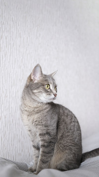 The Secret of Cat Sleeping 1