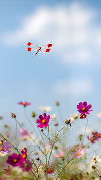 A Dragonfly