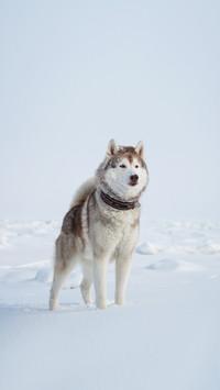 husky topdog is observing the endless frozen sea