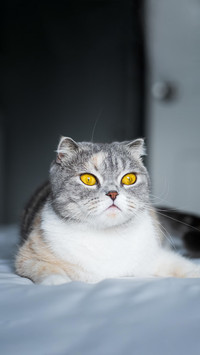 猫咪认主有哪些表现？