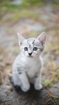 Cute Cat on Grass