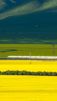 Scenic beauty of oilseed rape fields in Qinghai Province
