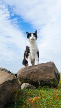 奶牛猫的自白
