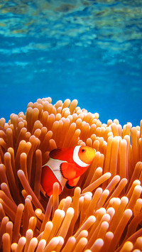 The most beautiful tropical fish 73