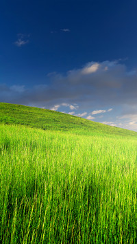Eye care green grass
