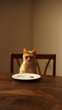 Ginger tabby cat sitting at dining table with fish in