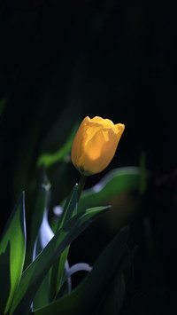 Tulips in Kunming, Yunnan Province are in full bloom
