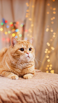 Lovely pet-PAIXIN