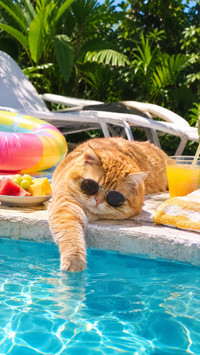 Adorable vacation cat
