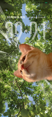 治愈系猫上春树