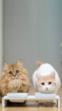可爱软萌的猫咪