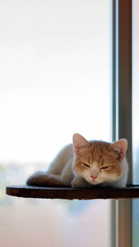 可爱软萌的猫咪