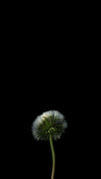 黑色调植物光影