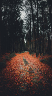 Nature B5 (23)