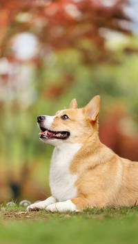 Selecting Pet Dogs Based on Personality 53