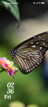 Striped Beauty