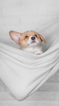Is it really cruel to sterilize pets