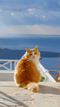 Cat in Santorini, Greece