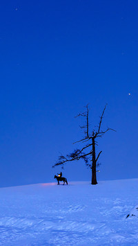 A lonely tree is not lonely