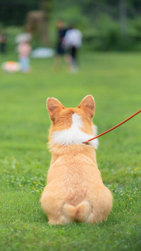 Dogs rolling are signaling