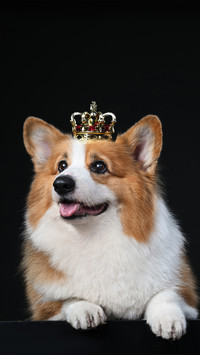 A corgi wearing a small crown