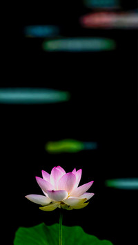 Blooming Flowers