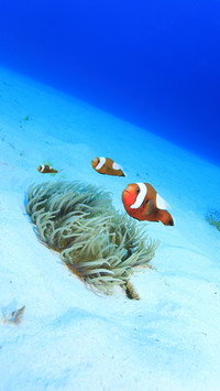海洋生灵