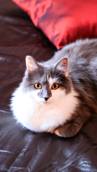 Why cats like toilet water 5