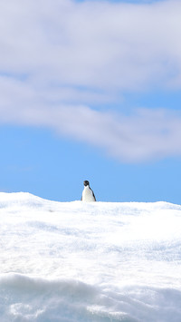 Adelie penguin on ice at Antarctic Peninsula
