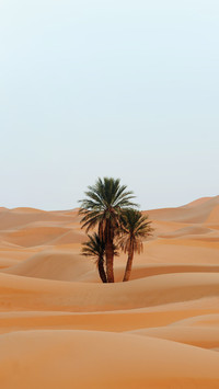 Some Palm Trees Grow Stubbornly in The Desert