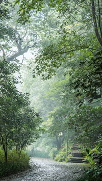 A tranquil path deep in the bamboo forest