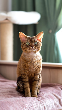 Devonrex cat is sitting on the bed in the room