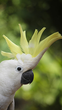 Parrot (3)
