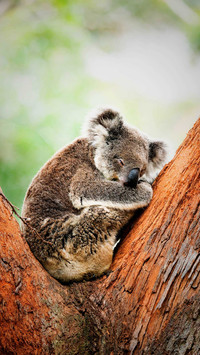 A cute koala hugging a tree and sleeping on it