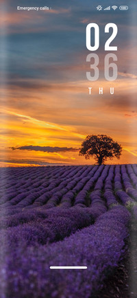Flower_lavender