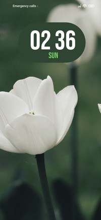 Tulips