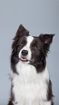 Dogs kill with their heads crooked Its not just cute 25