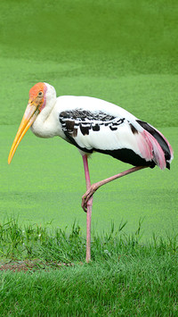 Animals extinct successively in modern China 0