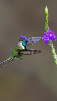 The strange kings spoontailed hummingbird