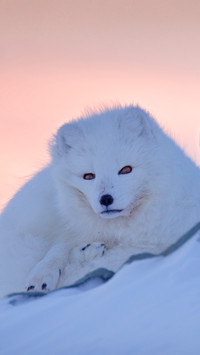 The arctic fox in its habitat