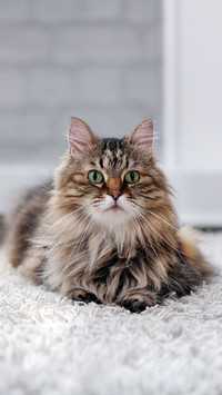 猫咪的迷惑行为大赏