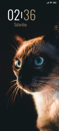 Angry Cat
