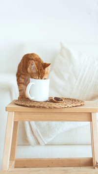主人不在家，猫猫做什么