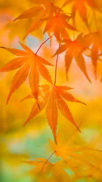 秋分